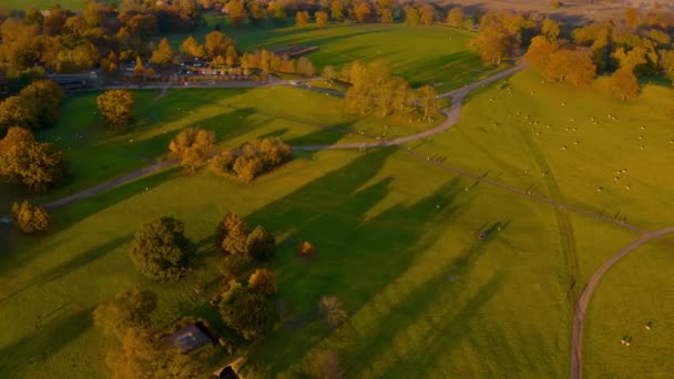 Las ovejas se mueven a lo largo del campo rural Inglés como un rebaño durante el atardecer en otoño — Vídeo de stock