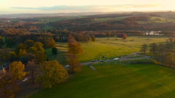 Schapen op de weg blokkeren van auto 's in het Engels platteland. Herfst. Luchtbeelden. — Stockvideo