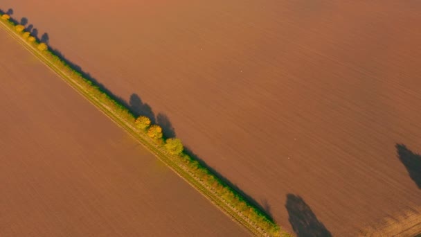 Αεροφωτογραφία ενός συγκομισθέντος αγρού με μια γραμμή δέντρων να περνάει από μέσα του και τις νύφες να περιφέρονται από πάνω. Πυροβολήθηκε το φθινόπωρο κατά την ανατολή του ηλίου στο Beverley, Ηνωμένο Βασίλειο — Αρχείο Βίντεο