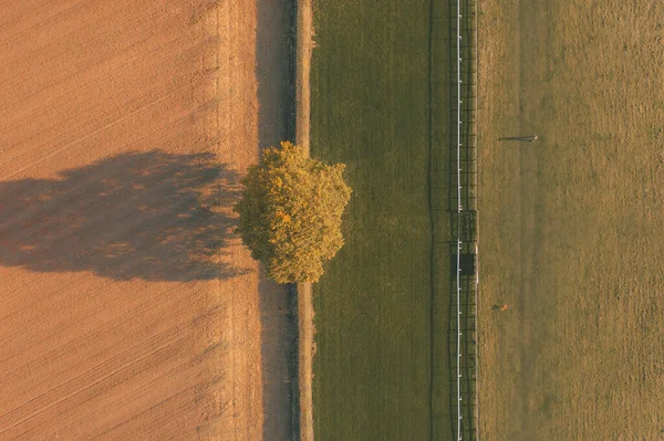 Overhead top down foto aerea di un albero solitario tra un campo arato e un ippodromo in autunno con l'ombra di un uomo a spasso il suo cane a Beverley, Regno Unito — Foto Stock