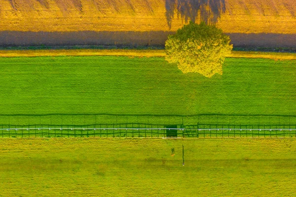 Overhead top down foto aerea di un albero solitario tra un campo arato e un ippodromo in autunno con l'ombra di un uomo a spasso il suo cane a Beverley, Regno Unito — Foto Stock