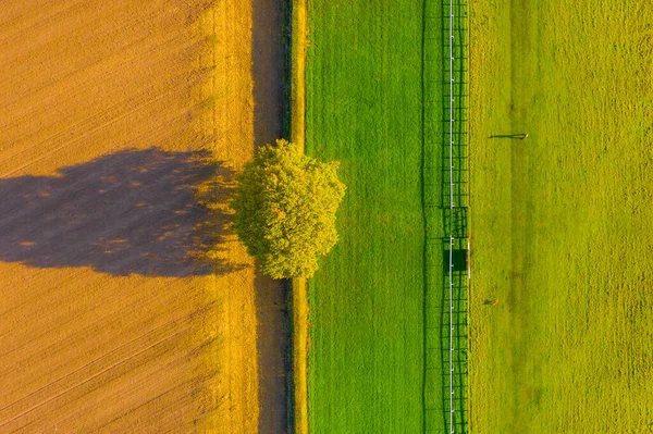 Ovanför toppen ner antenn skott av en ensam träd mellan en plöjd fält och en häst kapplöpningsbana på hösten med en skugga av en man som rastar sin hund i Beverley, Storbritannien — Stockfoto