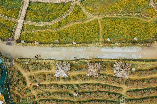 Top aerea birdseye vista dei campi pieni di bellissimi fiori dove i turisti vengono a scattare foto in Cat Cat, vicino Sapa, Vietnam del Nord — Foto Stock