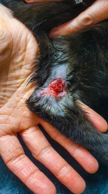 Küçük bir kedi bacağındaki yara veterinerlerden cerrahi müdahaleyle alınıyor.