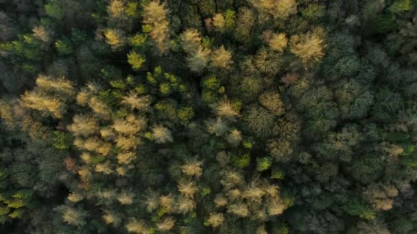 Letecké záběry vrcholků stromů při západu slunce v anglické krajině v národním parku Peak District, prosinec Zimní. — Stock video