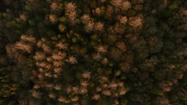 Съемка с воздуха верхушек деревьев во время низкого заката в Английской деревне в Национальном парке Пик-Дистрикт, зима декабря . — стоковое видео