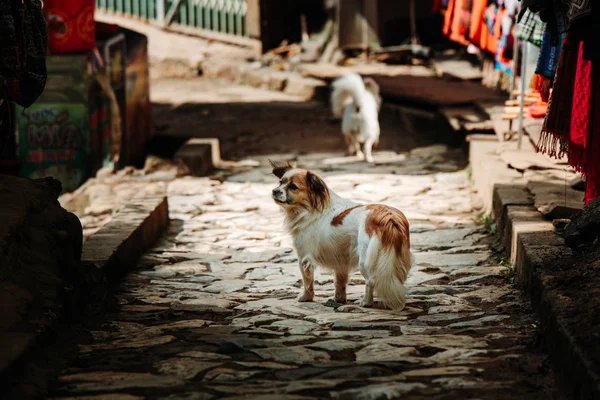 Stray dog stood stationary looking back towards the camera in a small cobbled street in the mountain village of Sapa, Northern Vietnam