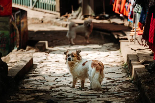 Stray dog stood stationary looking back towards the camera in a small cobbled street in the mountain village of Sapa, Northern Vietnam