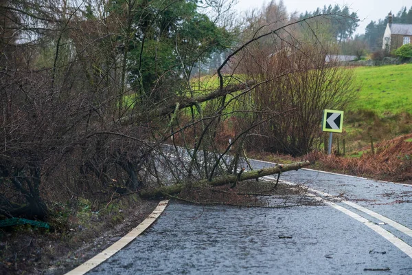 Fallna träd blockerar vägen i toppregionen under Storm Ciara, Storbritannien. Februari 2020 — Stockfoto