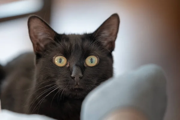 Gyönyörű fekete macska néz közvetlenül a kamera egy jól megvilágított világos szobában — Stock Fotó