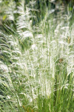 Sonbaharda süs Bahçe