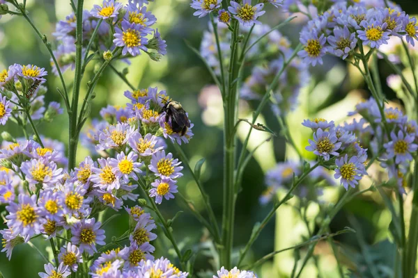 Bee and flowers — Stock Photo, Image