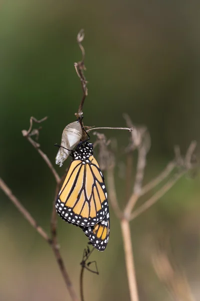 Mariposa monarca y crisálida Imagen De Stock