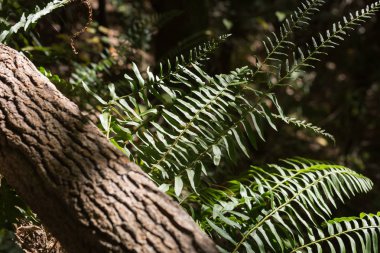 Sonbahar dağ eğreltiotu