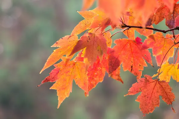 Feuilles d'érable automne — Photo