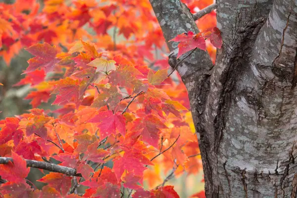 Wirowały maple leafs — Zdjęcie stockowe