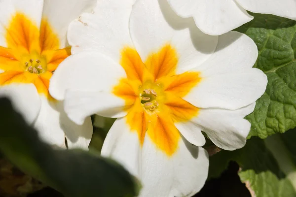 White and yellow Primrose closeup — Stock Photo, Image