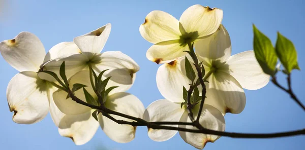 Pohon Dogwood Selatan sedang bermekaran — Stok Foto