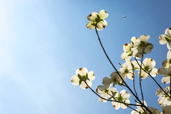 Güney kızılcık ağaçları çiçek