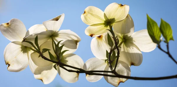 Árboles de cornejo del sur en flor — Foto de Stock