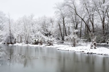 Yeni kar kış ormanda olur