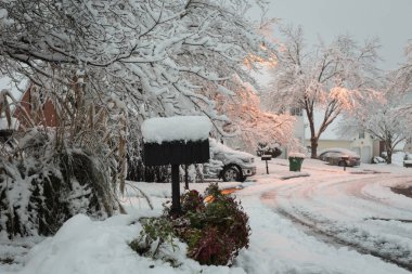 Yeni kar kış ormanda olur