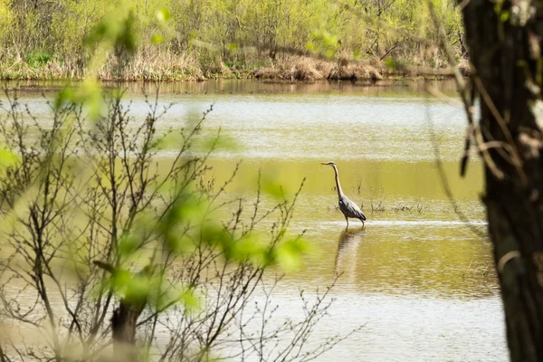 Gru al fiume — Foto Stock