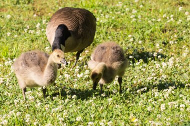 Kanada kazlar ve civcivler