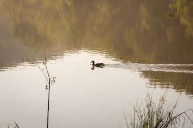 Sabah Melerd ördekler