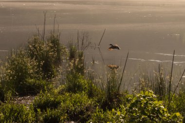 Sabah Melerd ördekler