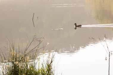 Sabah Melerd ördekler