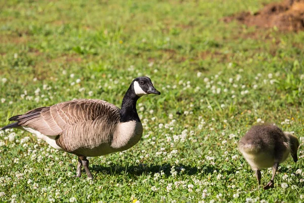 Canada Geese and chicks — Stock Photo, Image