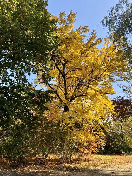 Feuilles jaunes dans la forêt d'automne contre le ciel . — Photo