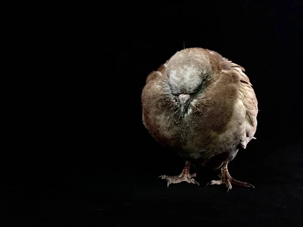 Dove sits on a black background. Gray bird with folded wings. Th — Stock Photo, Image