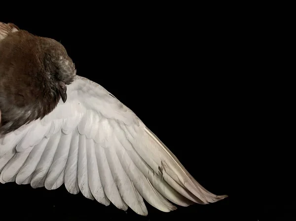 Holubice pozvedla bílé křídlo na černém pozadí. Šedý pták s s — Stock fotografie