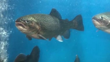 Bir sürü balık suda yüzer. Mavi sudaki somon balığı. Büyük akvaryum, yakın plan somon balığı. Balık dükkanında canlı alabalık..