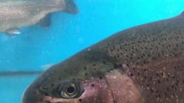 Bir sürü balık suda yüzer. Mavi sudaki somon balığı. Büyük akvaryum, yakın plan somon balığı. Balık dükkanında canlı alabalık..