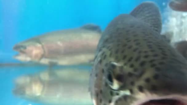 Muchos Peces Nadan Agua Salmón Agua Azul Acuario Grande Primer — Vídeo de stock