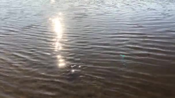 夏日的阳光反射在水面上 阳光照射在湖面的波浪上 池塘里金光闪闪的水 — 图库视频影像