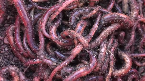 Background texture: live worms. The maggot is white and colorful, fish food. Fishing lures for fish. Worms and larvae move in a heap. — Stock Footage Background Texture Live Worms Maggot White Colorful Fish Food Fishing Video Clip