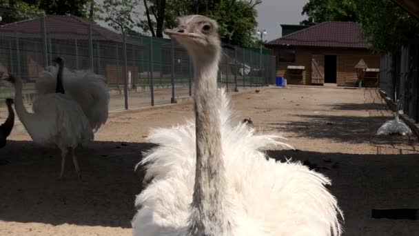 Straußenspaziergänge Hof Des Zoos Gibt Große Vögel Auf Der Straußenfarm — Stockvideo