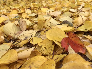 Arka plan dokusu: sonbahar ormanında düşen yapraklar. Doğadaki altın sonbahar. Sarı ve kırmızı yapraklar