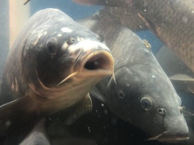 Canlı tatlı su balığı ağzını oynatıyor. Pullu sazan büyük bir akvaryumda yüzer. Suda bir sürü balık var, yakın plan. Kavram: iyi yakalayış, balık işi