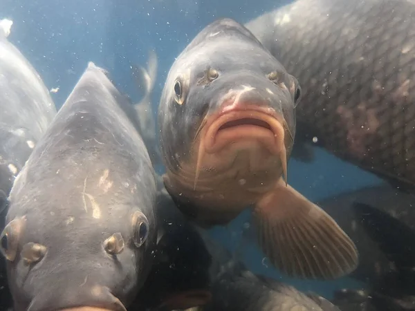 Live freshwater fish moves its mouth. Carp with scales swims in a large aquarium. A lot of fish in the water, close-up. Concept: good catch, fish business