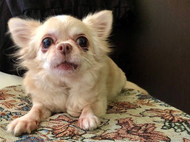 Chihuahua cinsi köpek koyu bir arka planda. Küçük safkan bir köpek kumların üzerinde yatıyor. Büyük gözlü beyaz köpek..