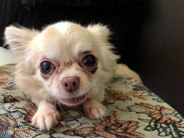 Chihuahua cinsi köpek koyu bir arka planda. Küçük safkan bir köpek kumların üzerinde yatıyor. Büyük gözlü beyaz köpek..