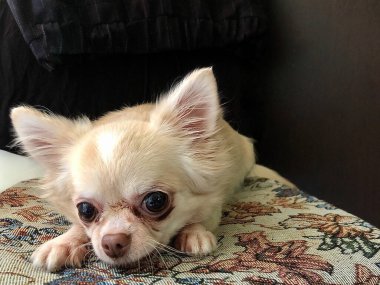 Chihuahua cinsi köpek koyu bir arka planda. Küçük safkan bir köpek kumların üzerinde yatıyor. Büyük gözlü beyaz köpek..