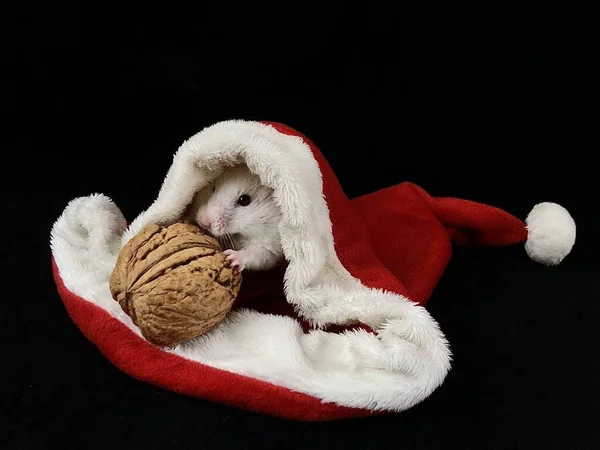 A hamster in a New Year\'s hat. White hamster in a red hat with a nut. A mouse sits inside a hat. Little domestic rodent.