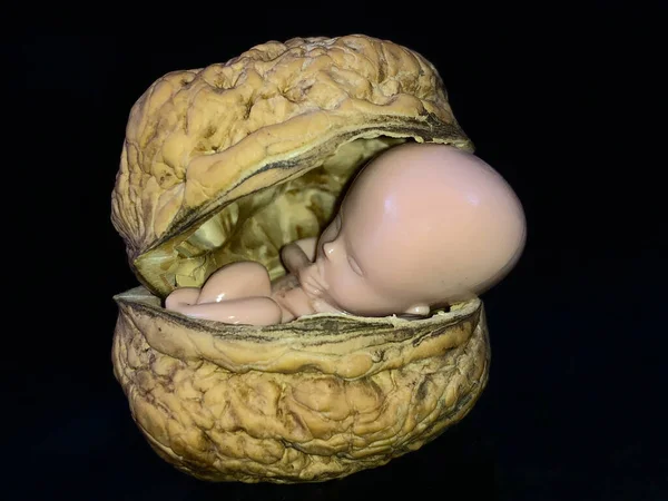 Ребенок лежит в скорлупе ореха. Новорожденный внутри грецкого ореха. Развитие микробов, черный фон. Концепция: рождение, аборт, эмбрион человека — стоковое фото