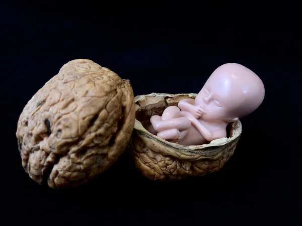 Das Kind liegt in einer Schale aus einer Nuss. Neugeborenes in einer Walnuss. die Entwicklung von Mikroben, schwarzer Hintergrund. Konzept: Geburt, Abtreibung, menschlicher Embryo — Stockfoto